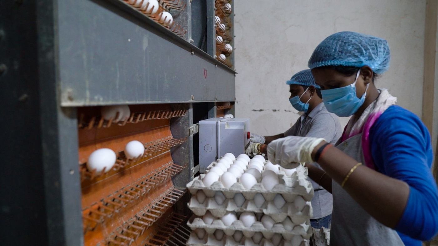 Workers collecting fresh eggs at the Archid Poultry farm